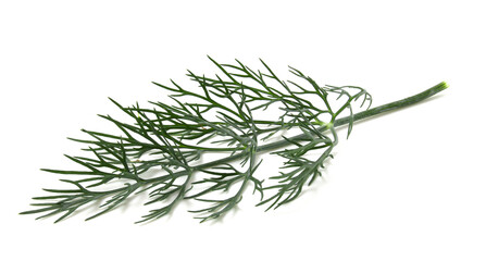Dill branch isolated on white. Fresh herbs seasoning to add to dishes.