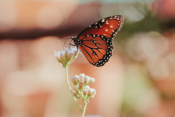 butterfly in garden