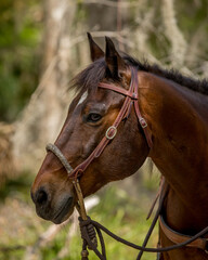 Horse wearing a bridle 