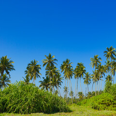 Tall coconut palms on coast of ocean.