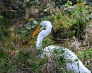 Ardea Alba, Great Egret fishing on a swamp