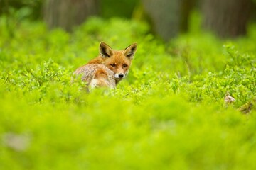 European Red Fox (Vulpes vulpes) Vixen on the grass with yellow flowers
