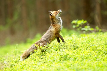 European Red Fox (Vulpes vulpes) Vixen on the grass with yellow flowers