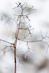 Gefrorene Wassertropfen an einem Ast