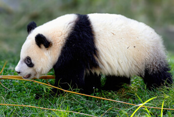 Fototapeta premium small panda bear in the grass