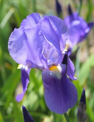 Iris flower. - 574076578