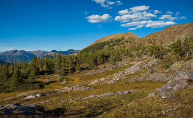 Fototapeta premium Mountain tundra meadow in alpine forest with blue skies