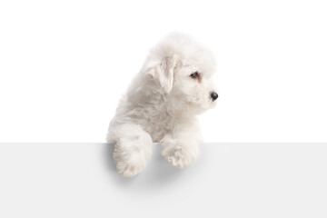 Bichon Frise puppy standing behind a white panel and looking to the side