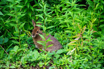 wild hare in the forest