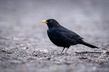 blackbird, Berlin-Tiergarten