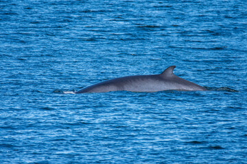 Fototapeta premium Whale emerging to the surface to breathe