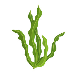 Green seaweed. Vector graphics.