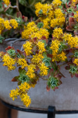 Sedum palmeri Watson yellow flower in the ceramic pot for garden design.