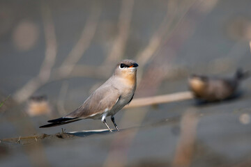 Small pratincole