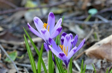Beautiful purple saffron flower in the meadow