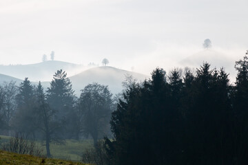 Hirzel Drumlins mit Baum auf der Spitze