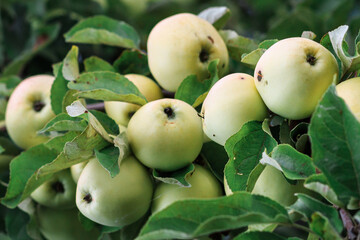 A lot of ripe white apples on an apple tree close-up. Orchard. Harvest reset. Macro.