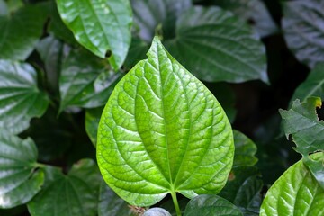 Fototapeta na wymiar Leaves of a betel pepper, Piper sarmentosum