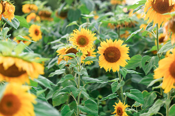 Yellow sunflower flowers at sunset close-up. Golden light. Agriculture.