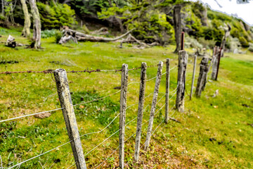 Lush greenery and waterways in Tierra del Fuego National Park along the in the Beagle Channel,...