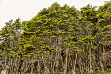 Lush greenery and waterways in Tierra del Fuego National Park along the in the Beagle Channel,...