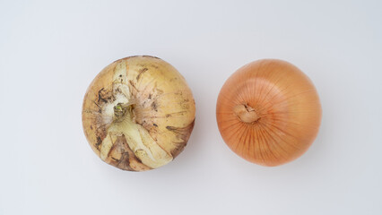 新玉ねぎと普通の玉ねぎの比較　イメージ