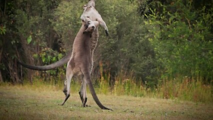 Macropus giganteus - Two Eastern Grey Kangaroos fighting with each other in Tasmania in Australia. Animal cruel duel in the green australian forest. Kickboxing ang boxing fighters or dancing pair.