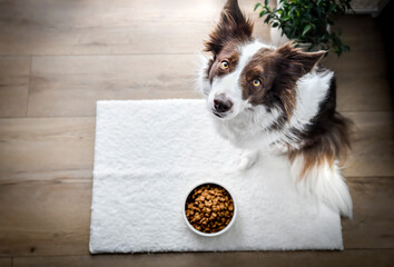 Dog food or brown granules in white bowl. Border collie