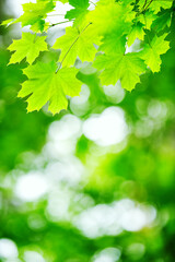 Maple tree (Acer platanoides) green leaves in a forest. Blurred bokeh background. Selective focus and shallow depth of field.