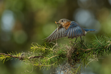 Eastern Bluebird Feeding Inflight