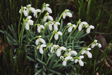 garden decoration garden decoration flowers flower feelings love crocus