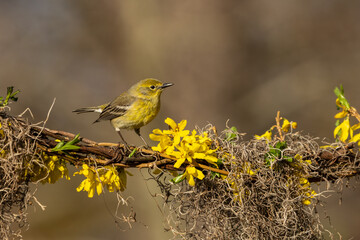 Pine Warbler Perched on Vine with Yellow forsythia