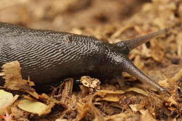 Closeup on a large slimy, air-breathing ash-black land slug, Limax cinereoniger