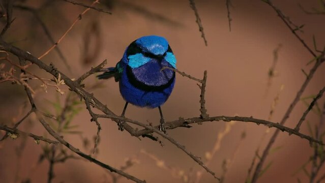 Splendid Fairywren - Malurus splendens passerine bird in Maluridae, blue wren found in Australia in arid and semi-arid regions, male is small long-tailed bird of bright blue on the branch amd sings.