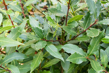 Lorbeer frisch am Strauch groß fotografiert 