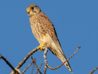 Kestrel