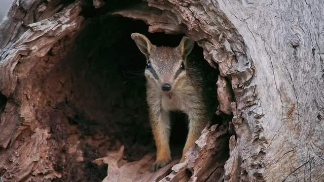 Insectivorous diurnal marsupial Numbat - Myrmecobius fasciatus also noombat or walpurti, its diet consists almost exclusively of termites. Small cute animal watching out of the laying trunk in forest