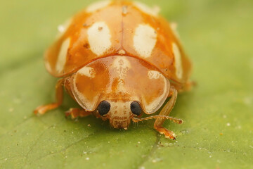 Facial closeup on an orange ladybird, Halyzia sedecimguttata, sitting on a leaf on a leaf
