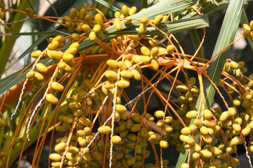 Detail of the dates of a date palm