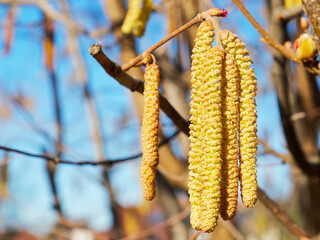 Fototapeta premium close-up of huzelnut catkins on a sunny day