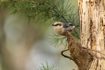 Brown-headed Nuthatch