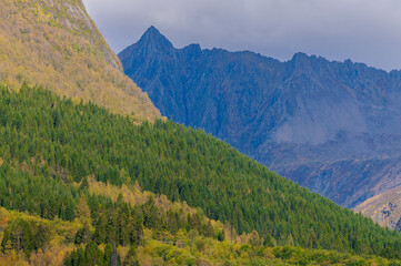 green fir trees in front of blue mountain peak