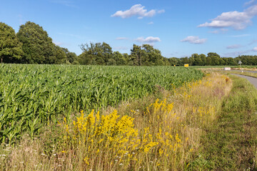 Obraz premium Maisfeld mit Blühstreifen mit Echtem Labkraut und Schafgarbe bei Bargteheide in Schleswig-Holstein