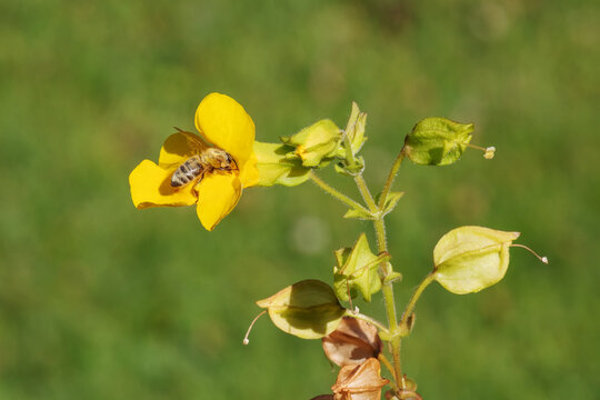 Blüte und sich entwickelnde Früchte der Gelben Gauklerblume (Mimulus guttatus)  mit einer Honigbiene. Mimulus guttatus wird als Modellorganismus für biologische Studien verwendet.
