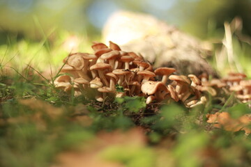mushrooms in the forest