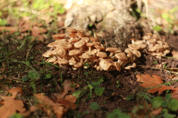 mushrooms in the forest