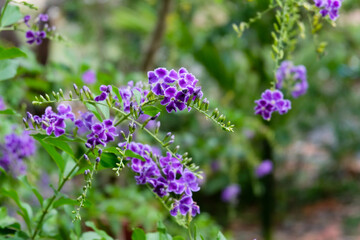 beautiful small purple flowers bunch in the garden