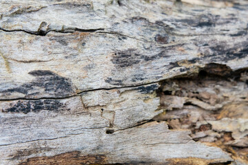 line texture of old dried wood