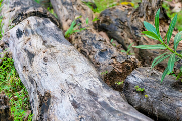 Fototapeta na wymiar old tree stumps laying in the grass