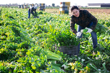 Woman engaged in cultivation of organic vegetables, arranging crop of ripe celery in boxes on...